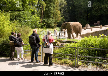L'Europa, Germania, Wuppertal, lo Zoo, elefanti. Europa, Deutschland, Wuppertal, Zoo di Wuppertal, Elefanten. Foto Stock