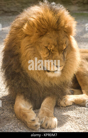 L'Europa, Germania, Wuppertal, lo Zoo, maschio lion (Panthera leo). Europa, Deutschland, Wuppertal, Zoo di Wuppertal, maennlicher Loewe (Panthera leo). Foto Stock