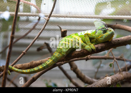 L'Europa, Germania, Wuppertal, lo Zoo, Chamaeleon. Europa, Deutschland, Wuppertal, Zoo di Wuppertal, Chamaeleon. Foto Stock