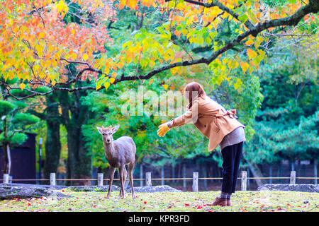 Caduta stagione di Nara con un bel color acero Foto Stock