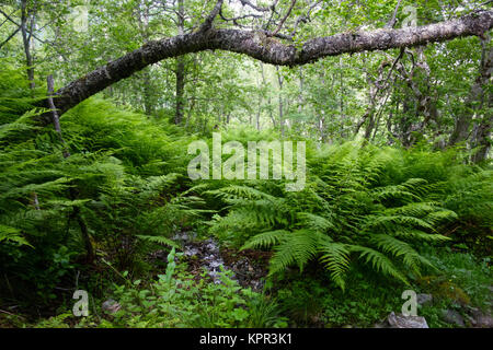 Lussureggiante foresta norvegese Foto Stock