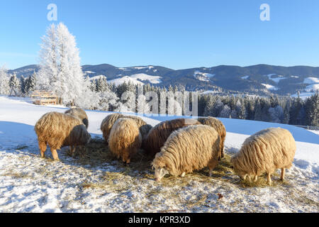 Pecore nei pressi di casa nel villaggio ucraino Foto Stock