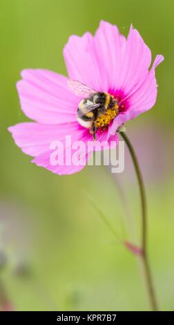 Terra di grandi dimensioni bumblebee sul cesto fiorito del cestello / Bumble Bee su cosmos bipinnatus Foto Stock