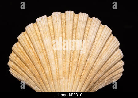 Molluschi shell isolata su sfondo nero Foto Stock