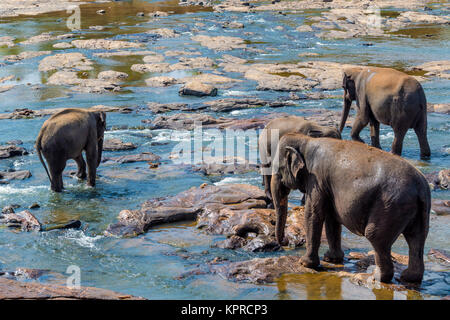 Gli elefanti balneazione nel fiume Foto Stock