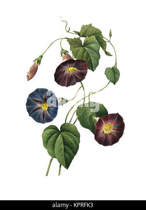 Xix secolo illustrazione di un Ipomoea Quamoclit. Incisione di Pierre-Joseph Redoute. Pubblicato in Choix Des plus belles Fleurs, Parigi (1827). Foto Stock