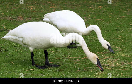 Coppia di allevamento di Wild Trumpeter swans avanzamento sul terreno Foto Stock