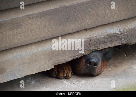 Cane curioso si estende il suo naso sotto una staccionata in legno round Foto Stock