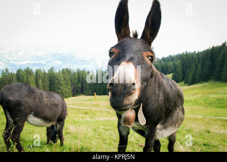 Asini felici nel paesaggio di montagna Foto Stock