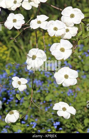 rami fioriti del dogwood di nuttall cornus ascona Foto Stock