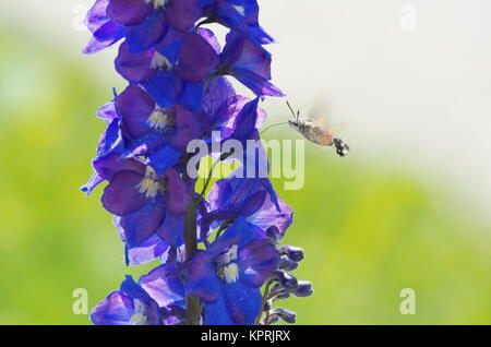 Hummingbird Hawk-moth hovering e mangiare da Fiore blu Foto Stock