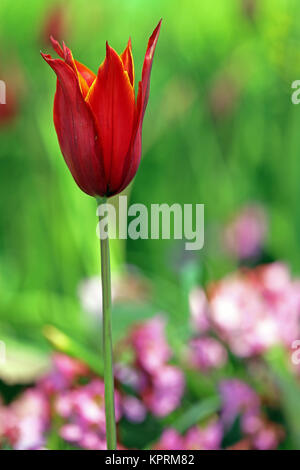 tulipano sottile a sangue di lile tulipa regina di sceba Foto Stock