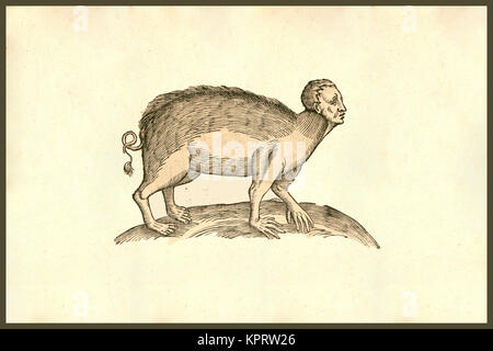 Sus Capite & Pedibus Humanis Foto Stock