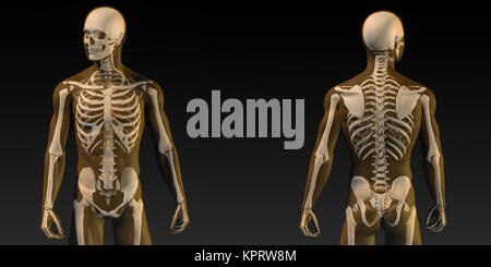 Anatomia umana con visibile dello scheletro e muscoli Foto Stock