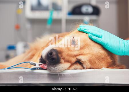 Un cane in ospedale per animali. Il golden retriever giacente sulla sala operatoria prima di un intervento chirurgico. Foto Stock