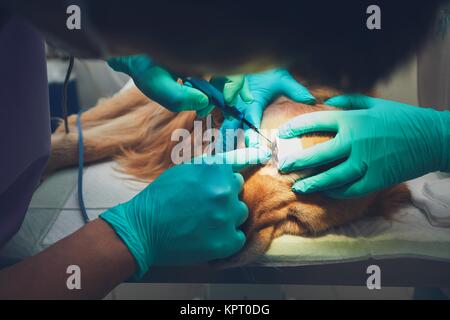 Un cane in ospedale per animali. I veterinari durante la chirurgia del golden retriever. Foto Stock