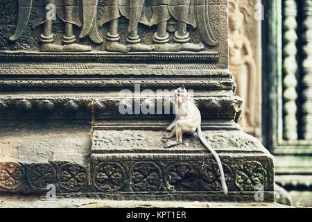 Carino piccola scimmia seduto sulla parete del tempio. Angkor Wat in Siem Reap, Cambogia Foto Stock