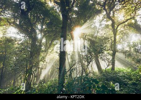 Misterioso sunrise nel profondo della foresta pluviale tropicale in Thailandia montagne. Foto Stock