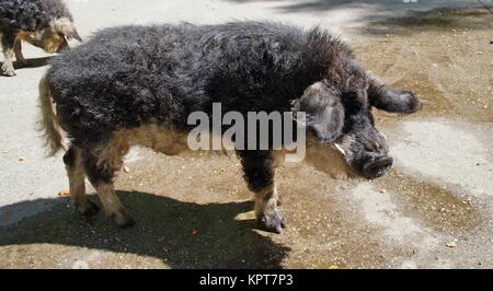 Maiale di Mangalica Foto Stock