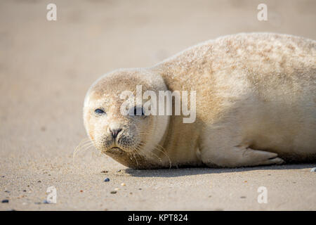 Giovani guarnizione Porto baby Foto Stock