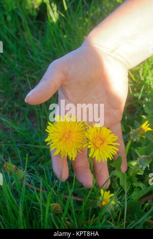 la mano della donna raccoglie 2 fiori di dente di leone Foto Stock