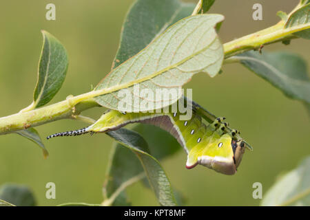 Puss Moth caterpillar (Cerura vinula) su Willow. Surrey, Regno Unito. Foto Stock