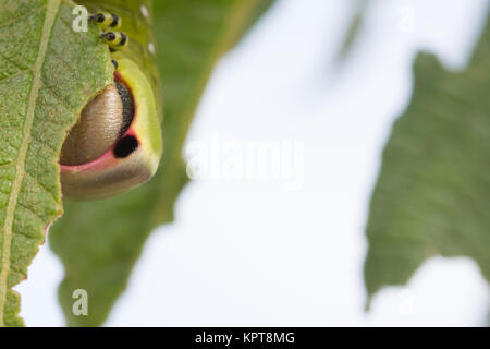 Puss Moth caterpillar (Cerura vinular) instar finale su Willow. Surrey, Regno Unito. Foto Stock