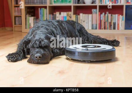 Annoiati nero gigante Schnauzer cane è disteso accanto al robot aspirapolvere sul pavimento. Potenziale di tutti i marchi e i pulsanti di controllo sono rimossi. Foto Stock