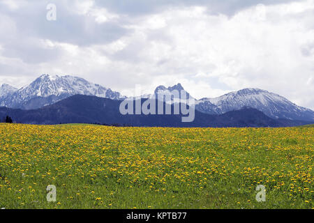 Il tarassaco in primavera prima della Alpi innevate in Baviera Foto Stock