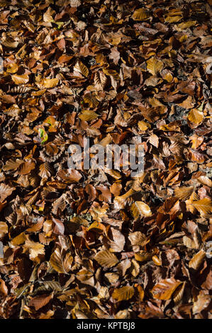 Autunno marrone e arancione di foglie di faggio su terra Fagus Foto Stock