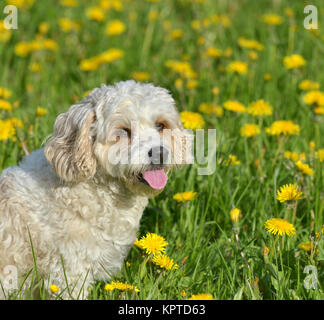 Cane sul prato Foto Stock