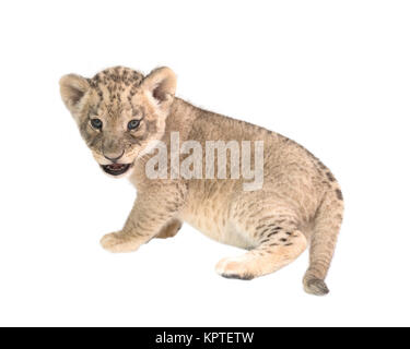 Baby lion (panthera leo) isolato su sfondo bianco Foto Stock