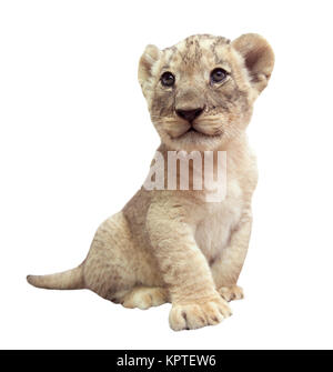 Baby lion (panthera leo) isolato su sfondo bianco Foto Stock