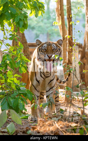 La tigre indocinese espressione facciale dopo maleodoranti femele Foto Stock