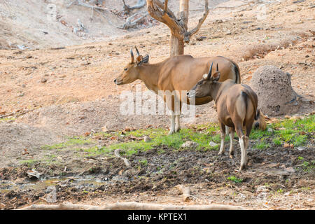 Banteng (Bos javanicus) di appoggio nei pressi di fango Foto Stock