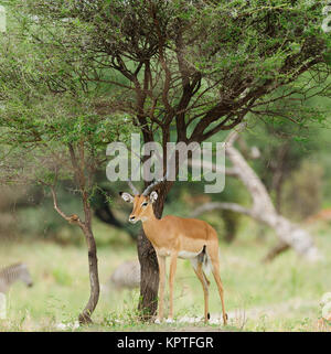 Primo piano della Impala (nome scientifico: Aepyceros melampus, o "WALA pala' in Swaheli) nel Parco Nazionale di Tarangire e nell Est del paese africano di Tanz Foto Stock