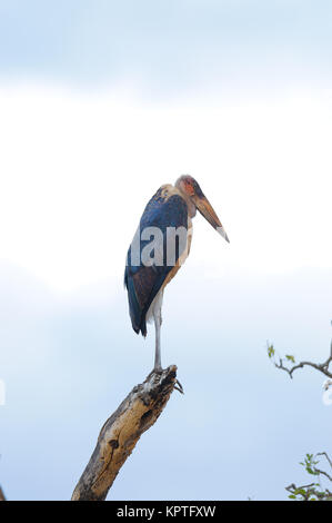 Marabou stork (Leptopilus crumeniferus) su un albero nel Parco Nazionale di Tarangire e, Tanzania Foto Stock