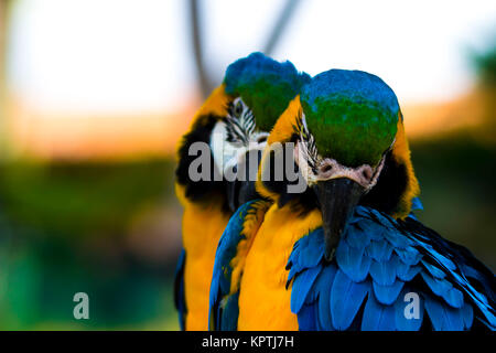 Blu e Oro Macaw coppia Foto Stock