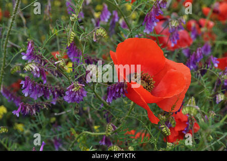 Papaveri e fiori di campo Foto Stock