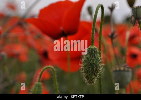 Papavero rosso nel campo Foto Stock