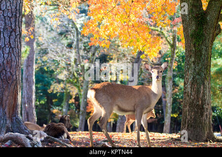 Bella Nara Stagione con un bel acero colorato in background Foto Stock