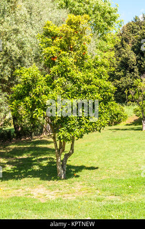 Monserrato Parco in primavera sassari italia Foto Stock