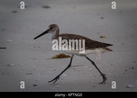 Willet in esecuzione su una spiaggia della Florida Catoptrophorus semipalmatus Foto Stock