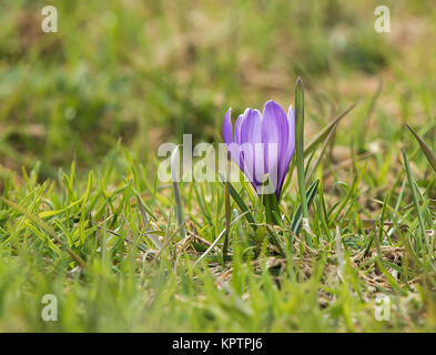 Crocus fiorito in primo piano individualmente e in gruppo Foto Stock