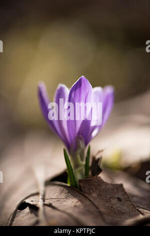 Crocus fiorito in primo piano individualmente e in gruppo Foto Stock