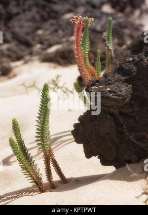 Piante e lava in armonia sulla spiaggia di Lanzarote Foto Stock