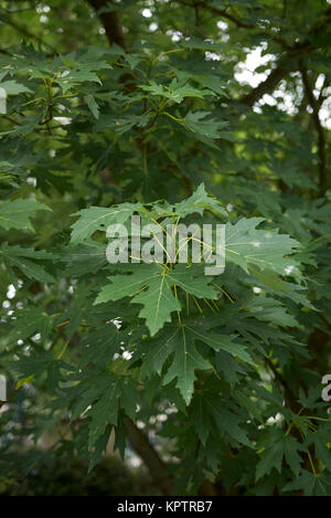 Acer saccharinum Foto Stock
