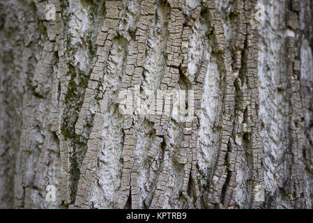 Acer saccharinum Foto Stock