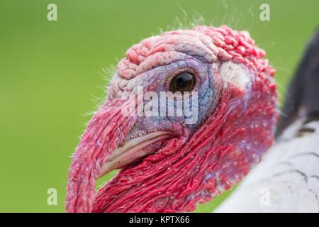 Turchia nella stagione di accoppiamento Foto Stock