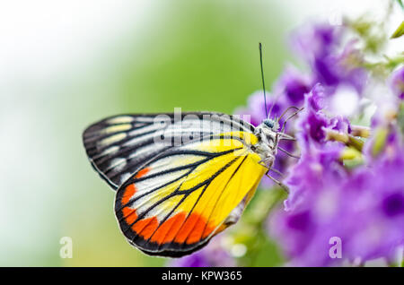 Dipinto di Jezebel farfalla colorata Foto Stock